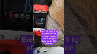 Why girth tension is so important girthing equine horses girthtension [upl. by Mensch]