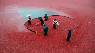 US Farmers Harvested 791 Million Pounds Of Cranberries This Way  Cranberry Harvesting [upl. by Rogerio]