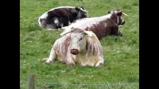 English Longhorn Cattle In An Oxfordshire Field [upl. by Silvie730]