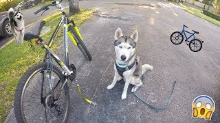 My Husky goes Biking  Gohan LOVES Bikejoring [upl. by Odlaniger]