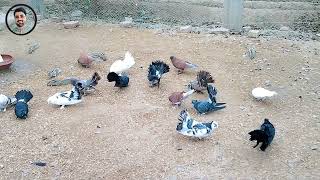 thandi hawa aur prinday  cool air and birds squirrel eating some food with pigeons [upl. by Spiers222]