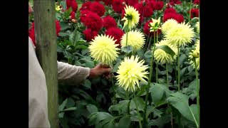 How to Grow Dahlias Dave Spencers Guided Plot Tour 30th August 17 [upl. by Odrarebe]