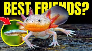 The 5 BEST Axolotl Tank Mates And 4 To Avoid [upl. by Floss]