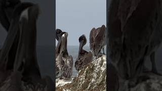 California Coast sanfrancisco californiacoast musselrock pelicans ocean [upl. by Ayatahs]