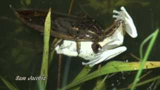 Giant Water Bug capturing Southern Foam Nest Frog [upl. by Buchanan]