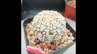 Astrophytum asterias v type [upl. by Arrik621]