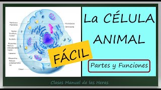 La Célula Animal Partes y Funciones Introducción a la Célula Biología [upl. by Ynafetse77]