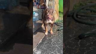 11 month old chocolate tri xl bully americanbully xlbully xlbullynation puppy [upl. by Baxy62]