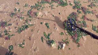 Minelab Vanquish 340 on Leysdown beach [upl. by Trometer615]