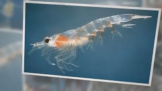 What Do Zooplankton Eat A Guide to Their Diets [upl. by Duhl]