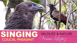 🐦🎵 Coucal Pheasant Singing Part 2 Birding Australia by Venus Lopez [upl. by Launam598]