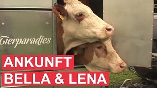 Gut Aiderbichl Moosfeldhof Kühe Bella und Lena [upl. by Gnok951]