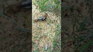 Cicada Killer Wasp In ACTION [upl. by Mulvihill344]