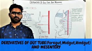 DERIVATIVES OF GUT TUBE AND MESENTARY  GIT EMBRYOLOGY 3 [upl. by Grunenwald]