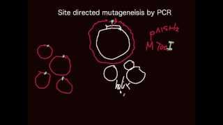 Principle of sitedirected mutagensis by PCR [upl. by Jennette]