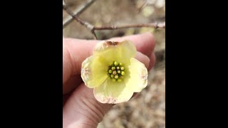 Flowering dogwood Cornus florida in the wild [upl. by Koenig419]