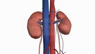 Internal structure of the Kidney  Anatomy Tutorial [upl. by Salkin]