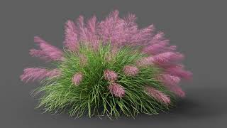 Muhlenbergia capillaris or Muhly grass animation test 25K amp 60 FPS [upl. by Neerod178]