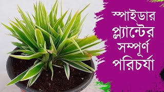 স্পাইডার প্ল্যান্টের সম্পূর্ণ যত্ন । Spider Plant Care  Indoor Plant Care [upl. by Dill]