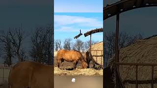 Funny thing between a cat and a horse😂😂cat funny pets funnycats [upl. by Dinah]