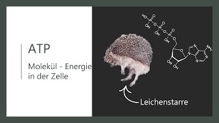 Energiestoffwechsel Wie bekommt die Zelle Energie  Molekül ATP  Adenosintriphosphat [upl. by Auot185]