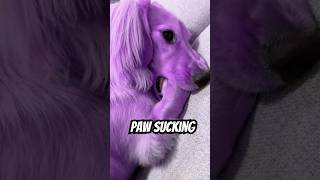 Purple Golden Retriever [upl. by Ezekiel602]