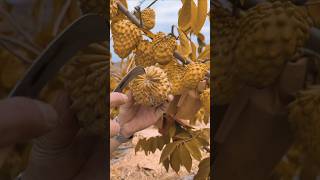 How to grow amazing testy fruit and colour custard fruitbeautifulnaturalfruitgradntrendingsong [upl. by Hammock283]