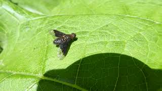 Black Banded Bee Fly Hemipenthes morio De Esch Rotterdam ZH the Netherlands 5 June 2024 [upl. by Nrublim]