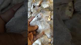 Small Pomfret Fish Video In Bangladeshi Fish Marketshortvideo [upl. by Zamir587]