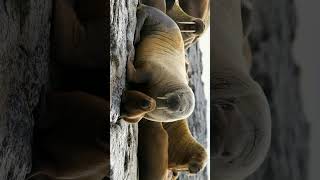 ¹ Walruses  Family Odobenidae  Observed in Description [upl. by Annohsak]