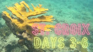 Lionfish Hunting and Coral Restoration in St Croix USVI [upl. by Chellman]