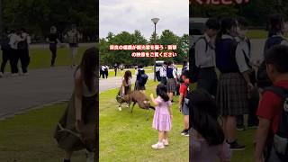 奈良の雄鹿が観光客を襲う  衝撃の映像をご覧ください  Nara Park deer in japan deerpark japan [upl. by Vladamar772]