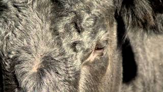 Pinkeye in Cattle  April 11 2014 [upl. by Gaudet]