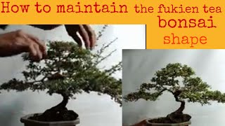 How to maintain the fukien tea bonsai shape [upl. by Harmony]