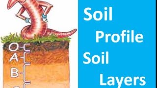 Soil Profile Soil Layers  Video for Kids [upl. by Knepper]