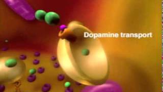 MOA of methylphenidate [upl. by Gough234]