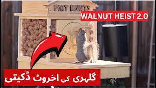 Backyard Squirrel Maze 20 The Walnut Heist [upl. by Heimlich]