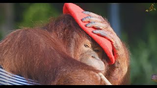 Animalia  Orangutan Rambo is an amazing artiste [upl. by Einnij]