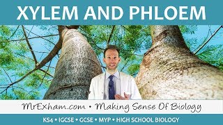 Transport in plants  Xylem and Phloem  GCSE Biology 91 [upl. by Alva]