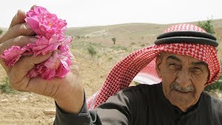 Cultivating Syrias Famous Damask Rose [upl. by Hcelemile981]