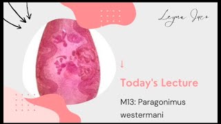 PARASITOLOGYM13 Paragonimus westermani [upl. by Guarino498]