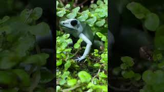 HOW TO FEED THE WORLDS MOST POISONOUS FROGS animals frog [upl. by Ricardo326]