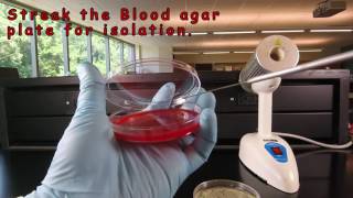 Inoculating Blood Agar and Adding a Novobiocin NB Disc [upl. by Ansilma]