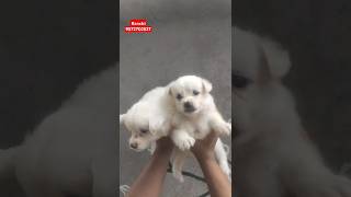 Indian Spitz Puppy Sale in Ranchi Jharkhand trending dog ranchidogmarket puppy shorts [upl. by Etterb]