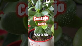 Por qué aparecen puntos blancos en las hojas de mi arbolito de Jade plantas crassulaovata [upl. by Aicela]