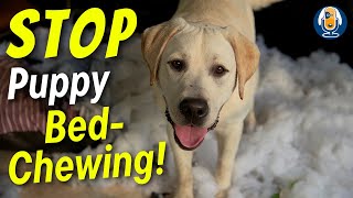 Help How Do I STOP My Puppy Chewing And Destroying Their Bed [upl. by Naryk]