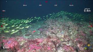 ROV Dive 416  Ashmore Reef Location Six Dive 2  Part C [upl. by Bevash]