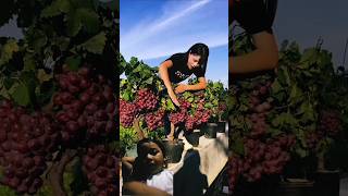 Beautiful grape treeshortvideo shotrs fruit grapegarden [upl. by Bette]