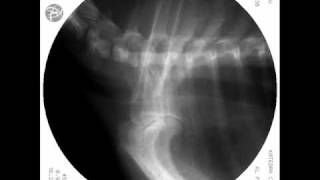 Normal Trachea in dog Fluoroscopy View [upl. by Lodovico]