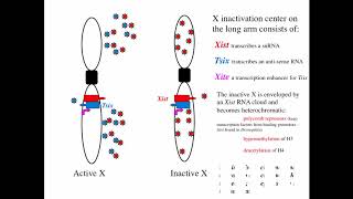 Cytogenetics I Heterochromatin amp Euchromatin [upl. by Ciccia]